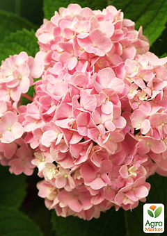 Гортензия крупнолистная 2-х летняя "Silky Pink" высота саженца 25-45см15