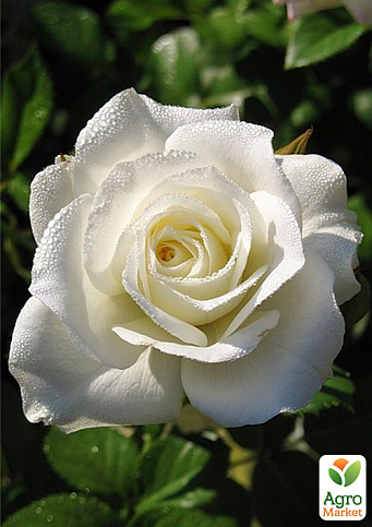 Троянда чайно-гібридна "Акіто" (Akito®) (саджанець класу АА +) вищий сорт - фото 4