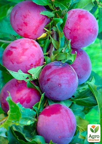 Ексклюзив! Гібрид слива-абрикос колоновидний забарвлення від лілового до бордового "Медіна" (Medina) (преміальний супер солодкий сорт, середній термін дозрівання)