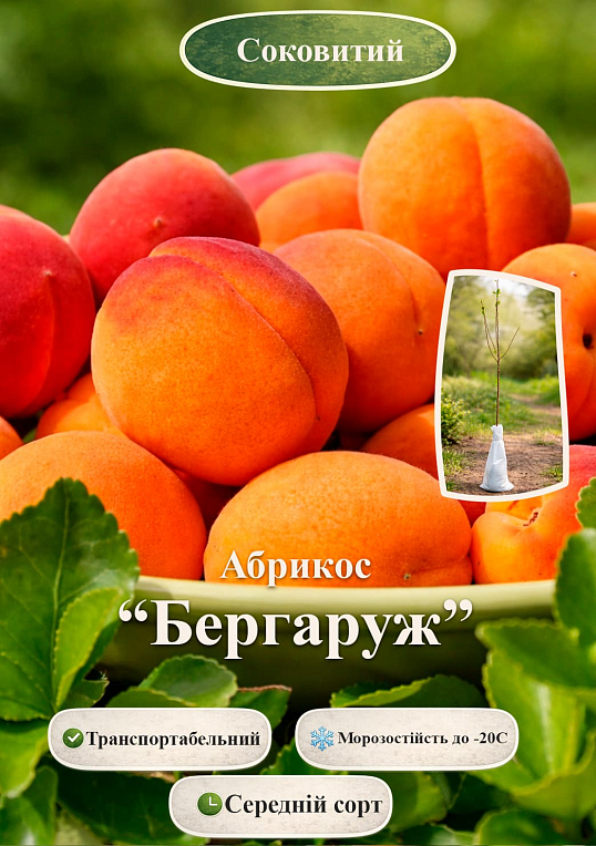 Эксклюзив! Абрикос "Бергаруж" (Bergarouge) (крупноплодный, средний срок созревания)
