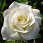 Троянда чайно-гібридна "Акіто" (Akito®) (саджанець класу АА +) вищий сорт