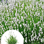 LMTD Лаванда белоснежная 2-х летняя "Edelweiss" (20-30см)