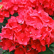 Гортензия крупнолистная красная "Огненная красота" (Fiery beauty) 