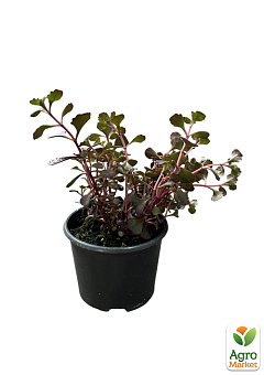 Очиток помилковий «Кров Драконів» (Sedum spurium «Dragons Blood»)26