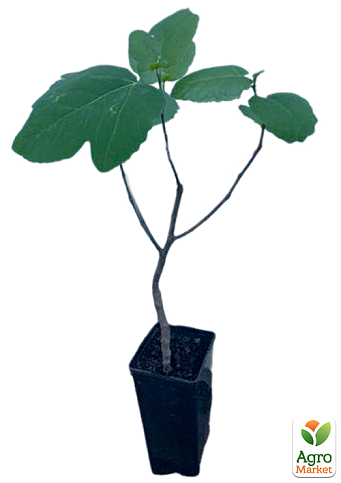 Інжир темно-фіолетовий "Сан-Педро" саджанець 2 роки (ремонтантний, великоплідний сорт, середній термін дозрівання) - фото 4