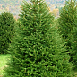 Ялина 6-річна "Європейська" (Picea Abies) С7,5 висота 70-90см 