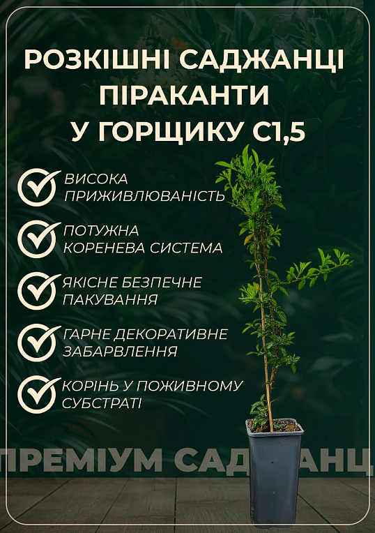 Пираканта "Red Column" 3-х летняя (высота 60-80см)