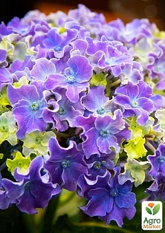 Гортензия крупнолистная 2-х летняя "Curly Sparkle Blue Purple" высота саженца 25-45см17
