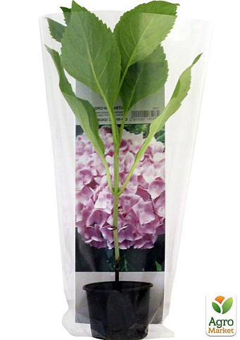 Гортензія крупнолиста рожева "Балмер" (Balmer) - фото 5