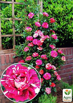 Эксклюзив! Роза плетистая малиновая с розово-белыми полосками "Нарядная принцесса" (Smart Princess)  (саженец класса АА+, премиальный высший сорт) 1
