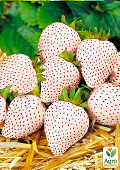 Ексклюзив! Полуниця біла в червону крапку "Ананасова ягода" (Pineapple berry) 5шт (преміальний високоврожайний сорт, французької селекції)1