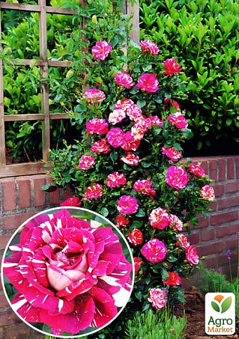 Эксклюзив! Роза плетистая малиновая с розово-белыми полосками "Нарядная принцесса" (Smart Princess)  (саженец класса АА+, премиальный высший сорт) 