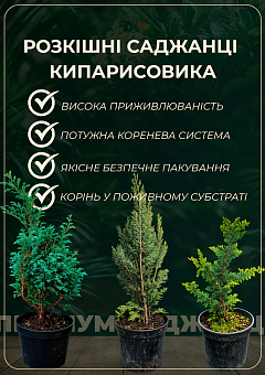 Кипарисовик туполистий "Teddy Bear" С3, висота 20-30см27