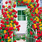 Троянда плетиста, комплект з 2-х сортів "Два кольори" (two colors) 2шт саджанців