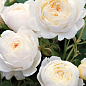 Троянда в контейнері англійська "Клер Остін" (саджанець класу АА+) купить