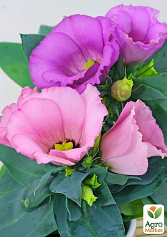 Эустома махровая горшечная "Carmen Lilac"2