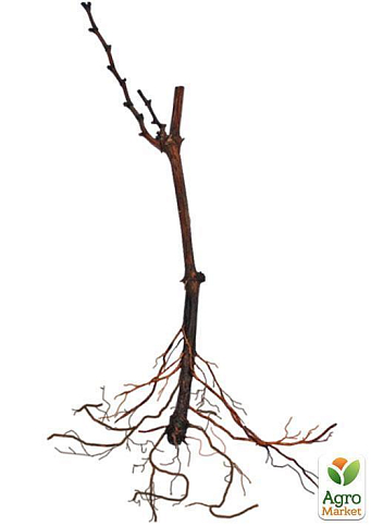 Виноград "Мальбек" (винний сорт) - фото 4