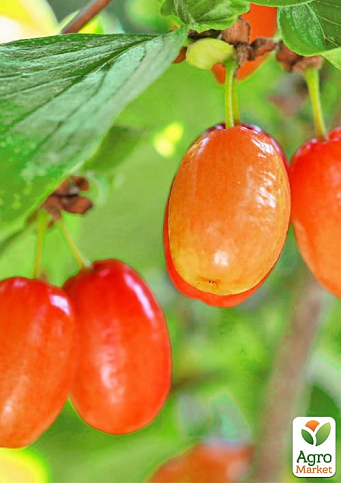 Кизил "Кораловий Марка" (ранній термін дозрівання) - фото 4