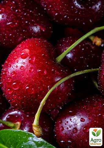 Черешня "Джерело" (літній сорт, ранній термін дозрівання)