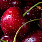 Черешня "Джерело" (літній сорт, ранній термін дозрівання)