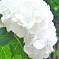 LMTD Гортензия крупнолистная цветущая 3-х летняя "Snowball" (30-40см) цена
