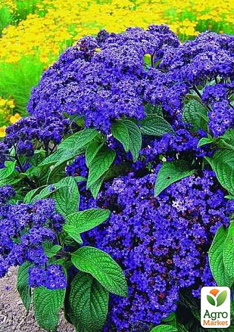 Гелиотроп "Mini Marine" (аромат корицы и ванили)