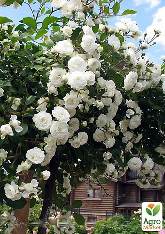 Роза штамбовая "Свани" (саженец класса АА+) высший сорт