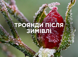 Троянди не перезимували: як зрозуміти і що робити | Agro-market