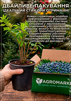 LMTD Голубика "Bluegold" (сортовая, укорененная) высота 50-70см18