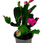 Шлюмбергера "Pink" (Декабрист, рождественник, зигокактус)