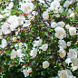 Роза английская плетистая "Сияющая невеста" (саженец класса АА+) высший сорт цена