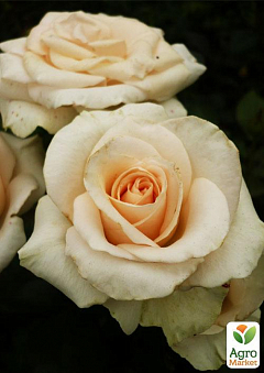 Роза чайно-гібридна "Clear Ocean" (саджанець класу АА +) вищий сорт1