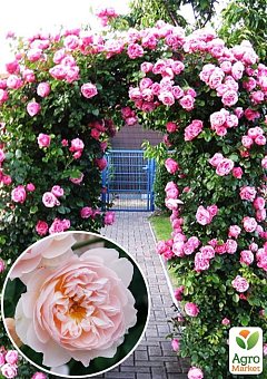 Троянда англійська плетиста "Серце троянди" (саджанець класу АА +) вищий сорт3