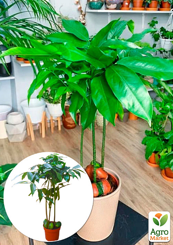 LMTD Каштан комнатный 3-х летний "Magnifico" (40-60см)