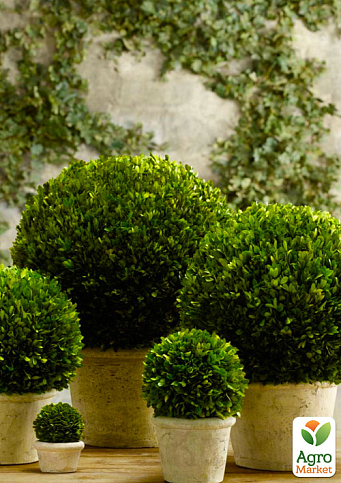 Самшит вечнозеленый "Шарм" (Charm) 3-х летний саженец