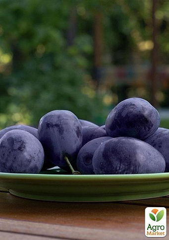 Слива "Джойо" (осенний сорт, поздний срок созревания) - фото 4