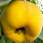 Эксклюзив! Айва яблоковидная ярко-желтая "Золотинка" (Zolotinka) (премиальный гладкокожий сорт, сочный вкус)