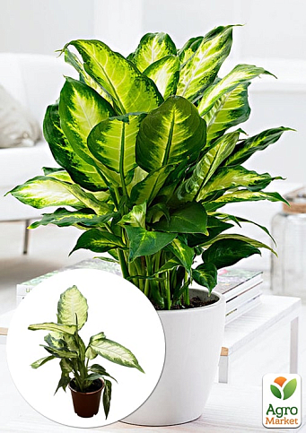 Диффенбахия (Dieffenbachia) "Camilla" высота 30-50см