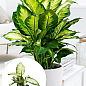 Диффенбахия (Dieffenbachia) "Camilla" высота 30-50см