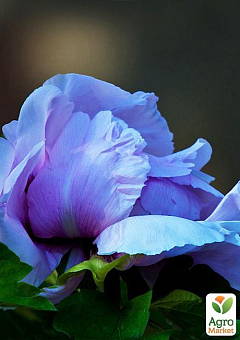 Пион травянистый "Blue Rose" 1шт в упаковке2
