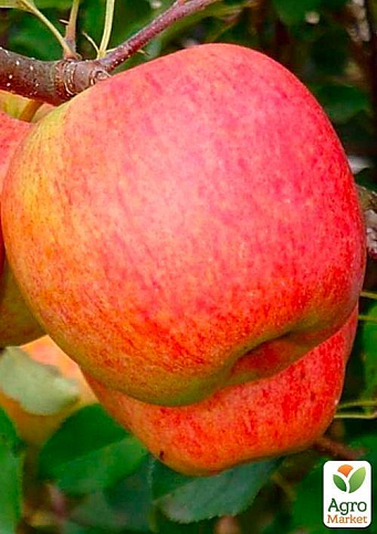 Яблуня "Чемпіон" (Ранньозимовий сорт)