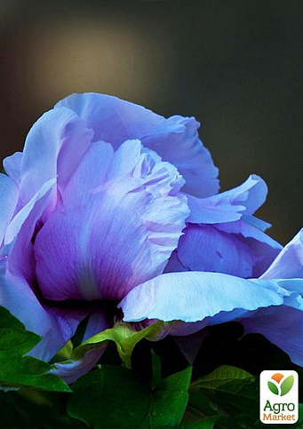 Пион травянистый "Blue Rose" 1шт в упаковке