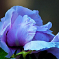 Пион травянистый "Blue Rose" 1шт в упаковке