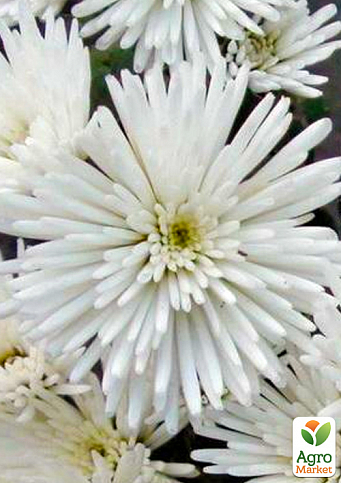 Хризантема мультифлора куляста "Ізольда" (вкоріненого живця висота 5-10 см)