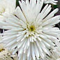 Хризантема мультифлора шарообразная "Изольда" (укорененный черенок высота 5-10 см)