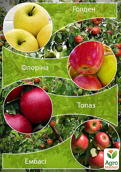 Дерево-сад Яблуня "Голден+Флоріна+Топаз+Ембасі" 1 шт в упаковці 