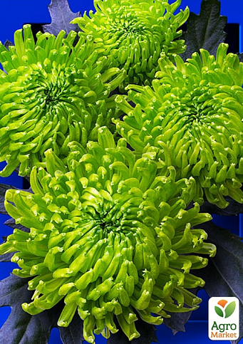 Хризантема веточная зеленая "МАРИМО" NEW (укорененный черенок) 