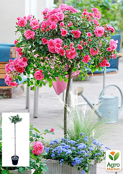Троянда штамбова дрібноквіткова "Pink Swany" (саджанець класу АА+) вищий сорт 1