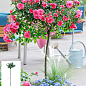 Троянда штамбова дрібноквіткова "Pink Swany" (саджанець класу АА+) вищий сорт 