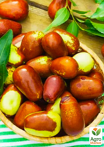 Зізіфус 1-річний щеплений "Коктебель" (ранній, великоплідний сорт) - фото 2